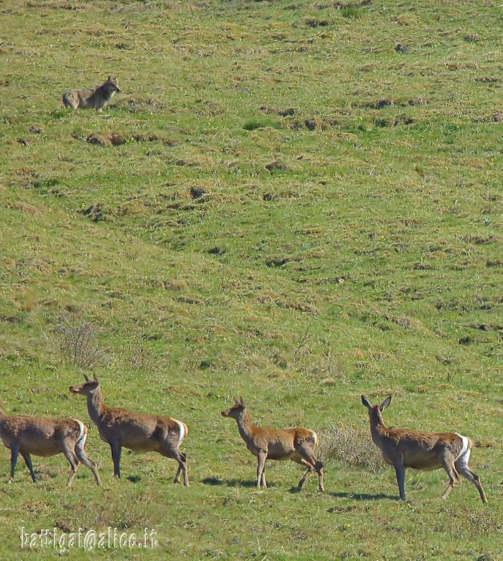 Lupo e cerve (Batti Gai)